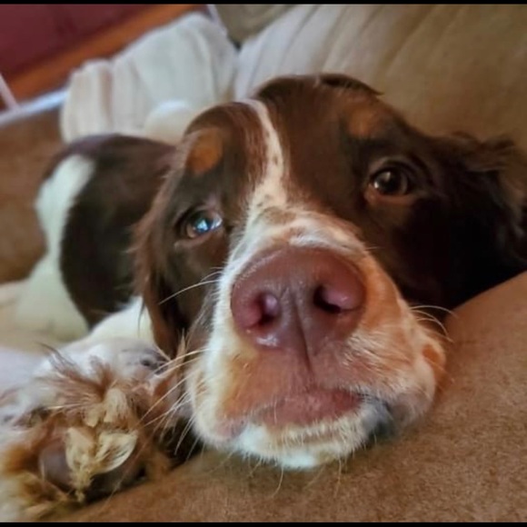 harshholly